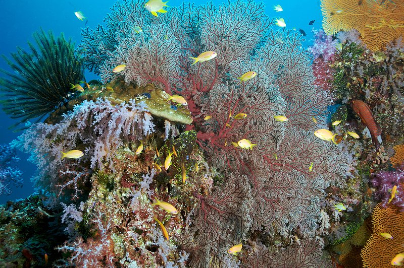 IMG_7522.jpg :: A healthy reef in the Similan Islands, Andaman Sea, Thailand.