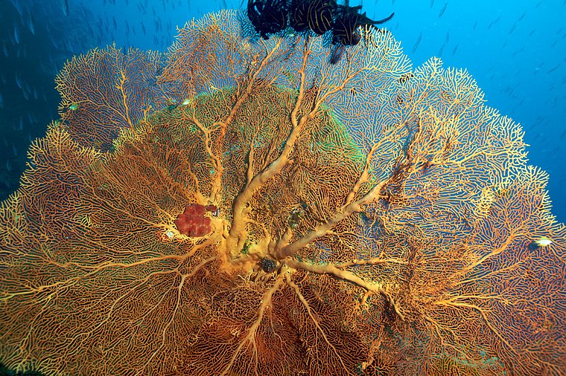 IMG_7528.jpg :: Gorgonian seafan (Annella mollis), Similan Islands, Adaman Sea, Thailand.