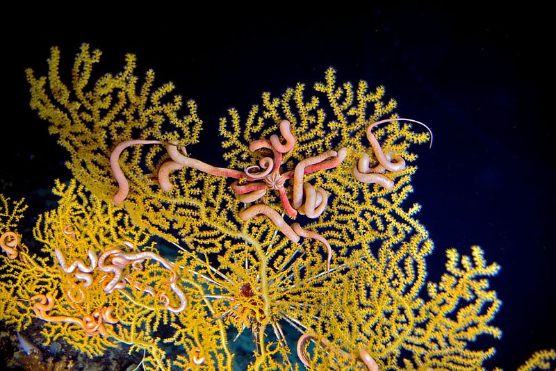 IMG_7544.jpg :: Brittle stars (Asteronyx sp.) and pencil urchins (Prionocidaris sp.) cling on to lophelia coral (Lophelia pertusa), photographed at 2,000 plus feet, Roatan, Honduras.