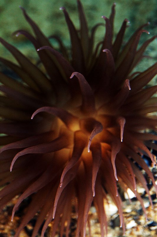 IMG_7555.jpg :: A brilliant colored pom pom anemone (Liponema brevicornis) photographed in the deep sea off the coast of Roatan, Honduras.