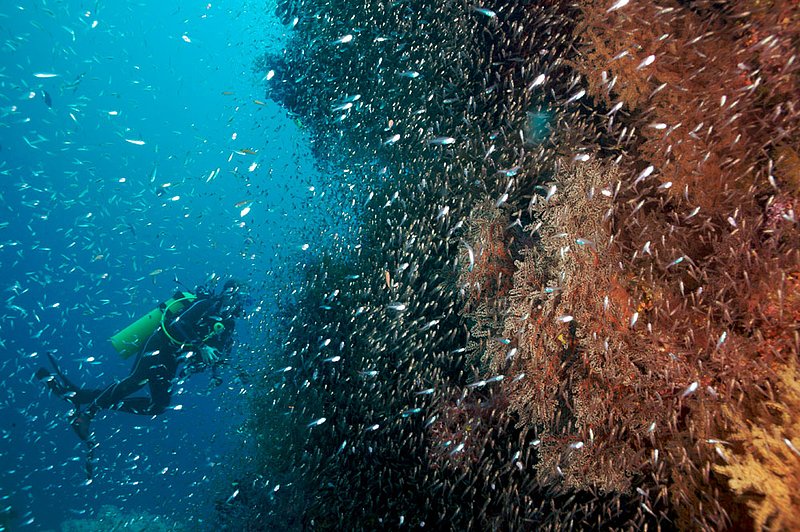IMG_7565.jpg :: Scuba diving in the SImilan Islands.