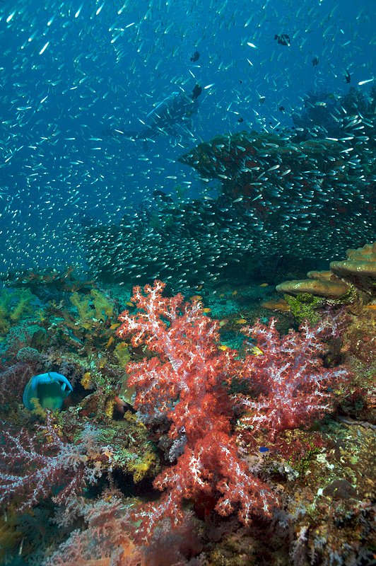 IMG_7590.jpg :: Scuba diving in the SImilan Islands.