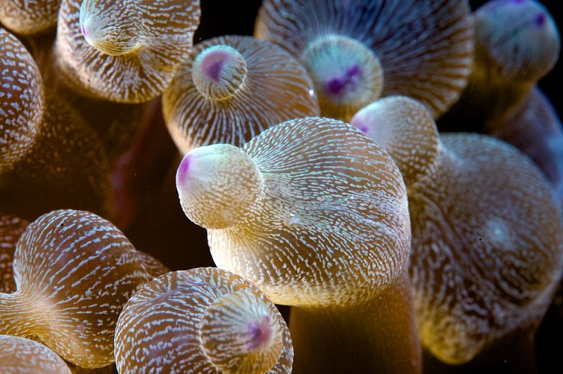 IMG_7605 356.jpg :: A close up of an anemone off of Lombok, Indonesia.