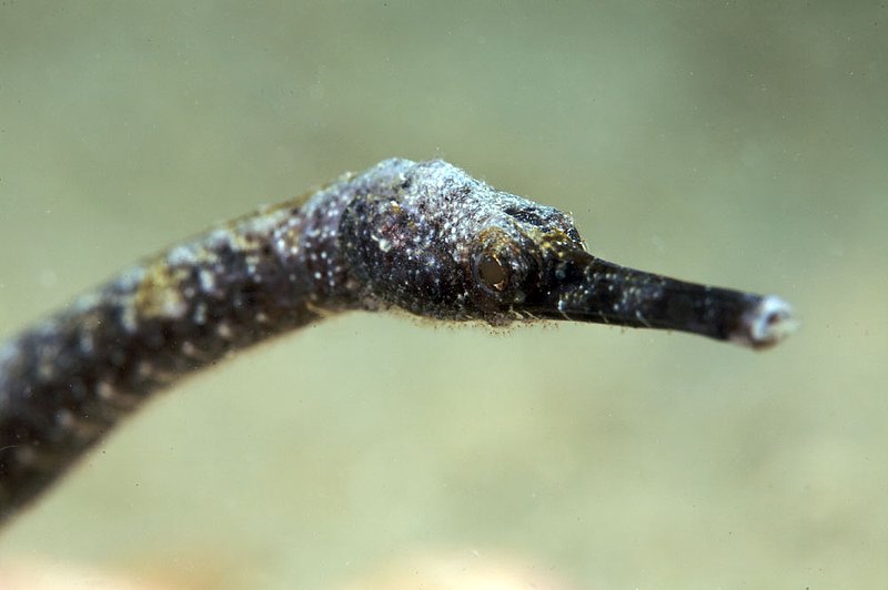 IMG_7672.jpg :: Straight stick pipefish (Trachyrhamphus longirostris) camouflaging itself in the sand in the Similan Islands, Andaman Sea, Thailand.