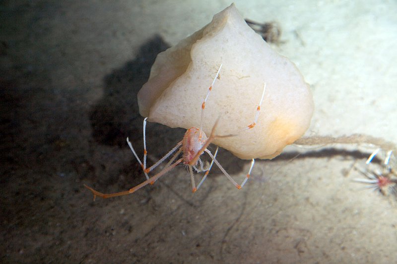 IMG_7685.jpg :: A deep sea crab, Roatan, Honduras.