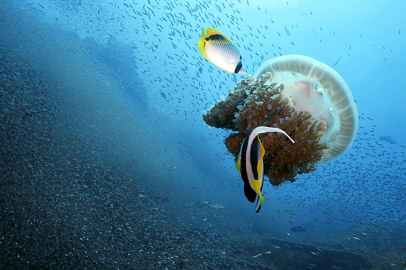 IMG_7701.jpg :: Jellyfish (Crambione Mastigophora) floating over the ridge at Koh Bon, Similan Islands, Andaman Sea, Thailand.
