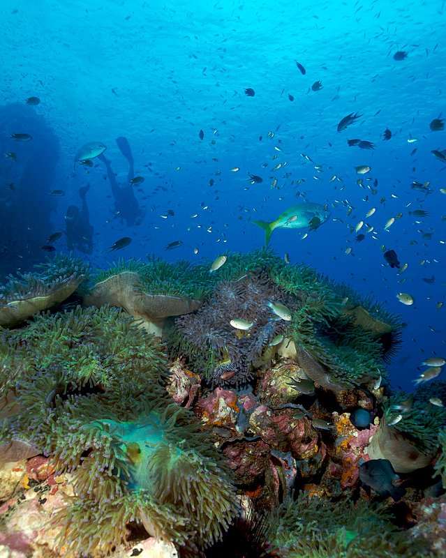 IMG_7800.jpg :: Beautiful marine life and scuba divers at Southwest Pinnacle in the Gulf of Thailand, Thailand.