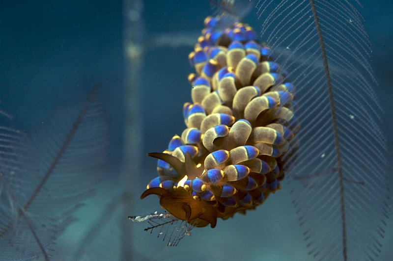 IMG_7850.jpg :: Nudibranch from Japanese Gardens on Koh Tao, Gulf of Thailand, Thailand.