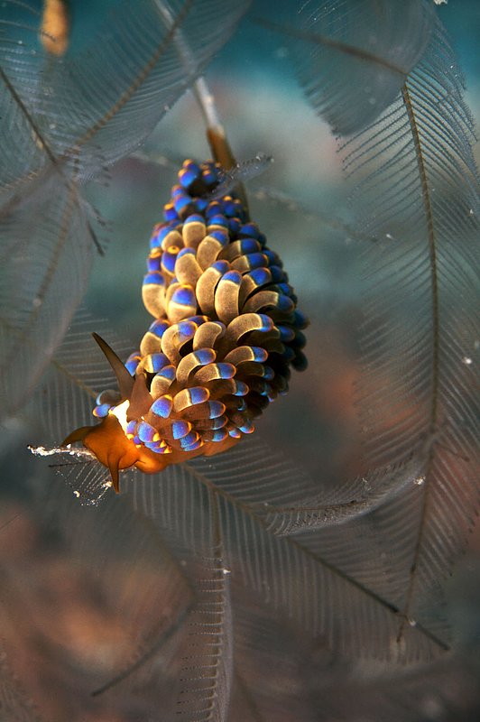 IMG_7852.jpg :: Nudibranch from Japanese Gardens on Koh Tao, Gulf of Thailand, Thailand