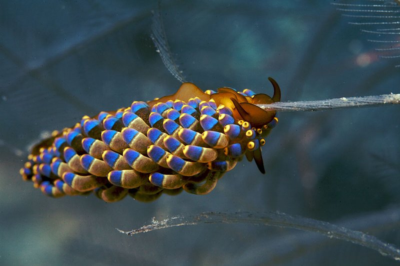 IMG_7866.jpg :: Nudibranch from Japanese Gardens on Koh Tao, Gulf of Thailand, Thailand