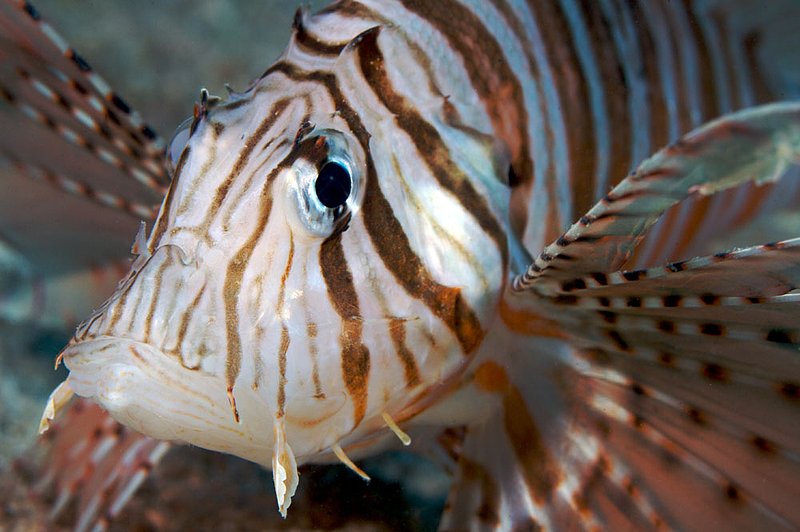 IMG_7886.jpg :: Lionfish (Pterois Miles) from Japanese Gardens on Koh Tao, Thailand
