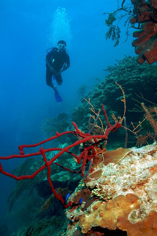 IMG_7900 233.jpg :: A diver off of a coral wall near Blue Hole, Belize.