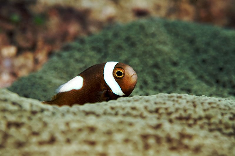 IMG_7900.jpg :: A juvenile saddleback clownfish (Amphiprion polymnus) perches on an anemone, Japanese Gardens on Koh Tao, Gulf of Thailand, Thailand