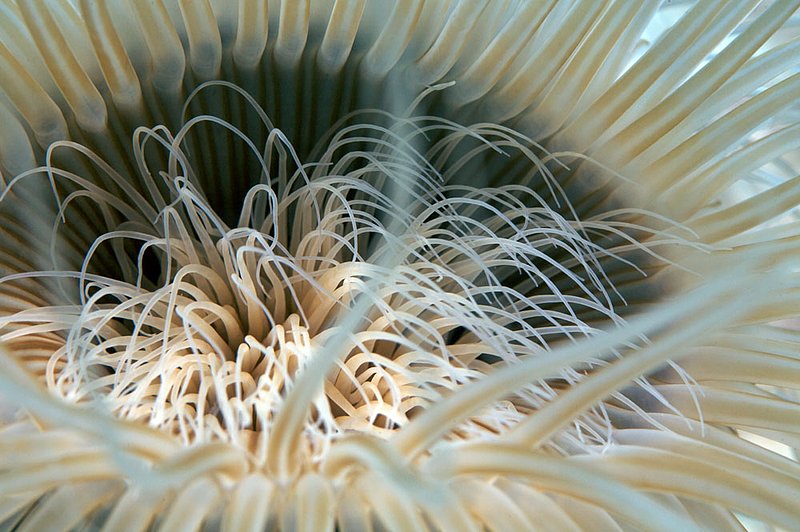 IMG_7909.jpg :: A tube anemone (Cerianthus membranaceus) photographed at Japanese Gardens, Koh Tao, Gulf of Thailand, Thailand.
