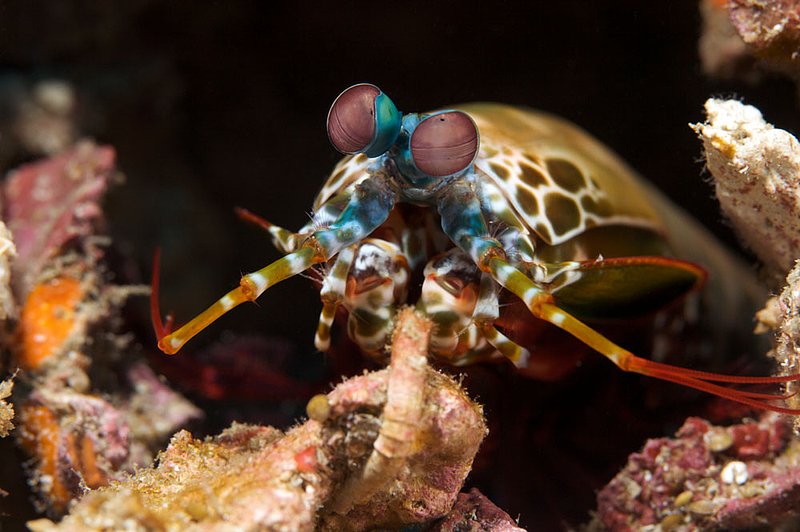 IMG_7914.jpg :: A curious peacock mantis shrimp (Odontodactylus scyllarus) emerges from its hole in the Similan Islands in the Andaman Sea, Thailand.