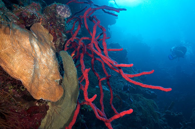 IMG_7934 267.jpg :: Divers off of a coral wall in the Belizean Cayes.