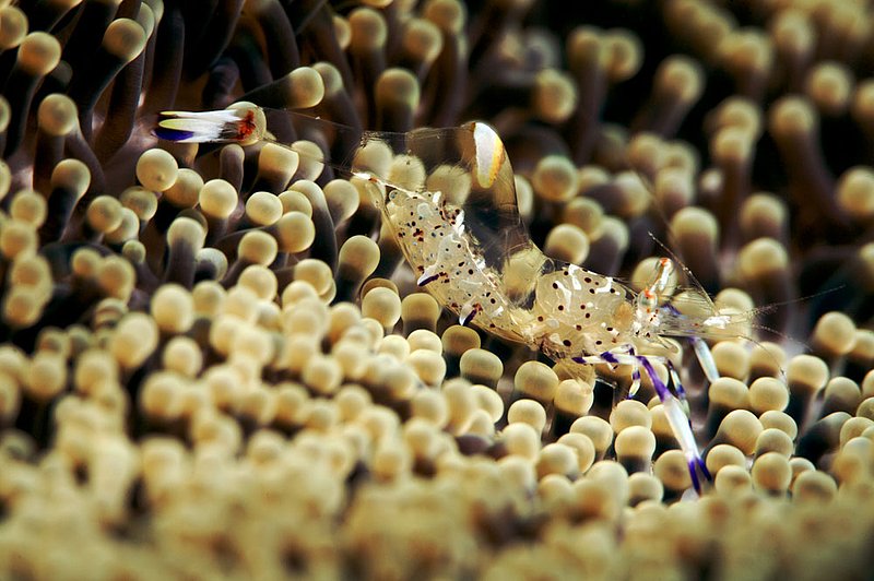 IMG_7937.jpg :: Anemoneshrimp (Periclimenes holthuisi) in Japanese Gardens off of Koh Tao, Gulf of Thailand, Thailand.