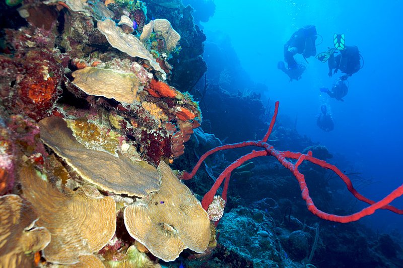 IMG_7939 272.jpg :: Divers off of a coral wall in the Belizean Cayes.