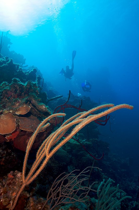 IMG_7940 273.jpg :: Divers off of a coral wall in the Belizean Cayes.