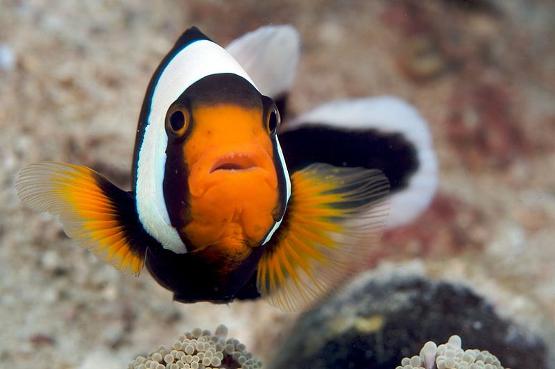 IMG_7940.jpg :: A saddleback clownfish (Amphiprion polymnus) perches on an anemone, Japanese Gardens on Koh Tao, Gulf of Thailand, Thailand