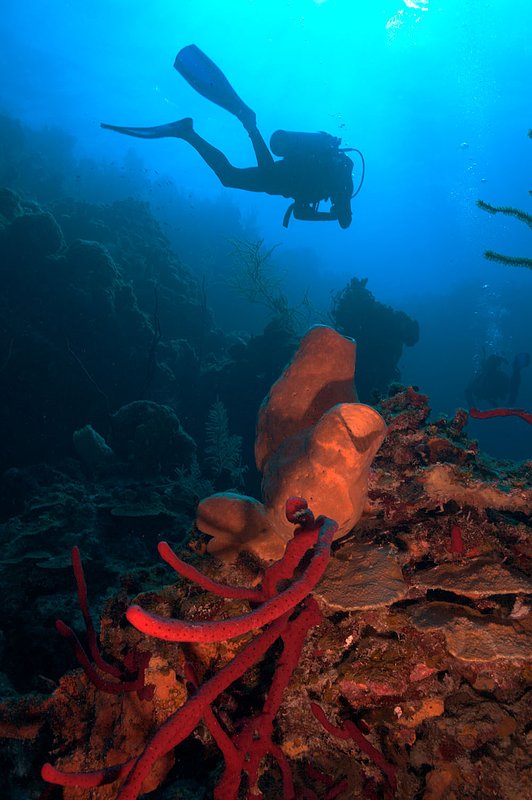 IMG_7949 282.jpg :: A diver off of a coral wall near Blue Hole, Belize.
