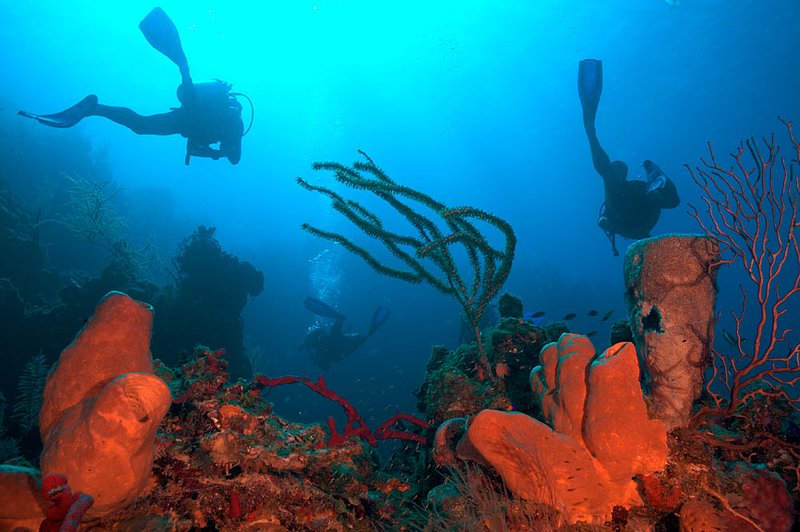 IMG_7950 283.jpg :: Divers off of a coral wall in the Belizean Cayes.