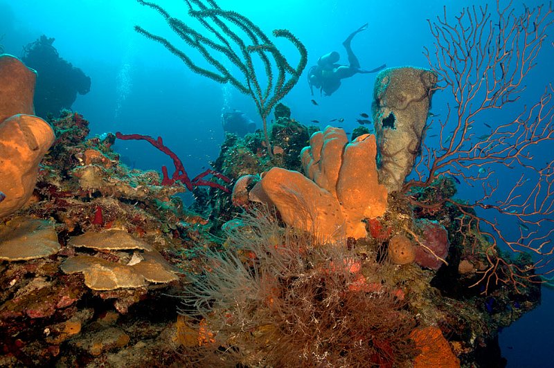 IMG_7951 284.jpg :: Divers off of a coral wall in the Belizean Cayes.