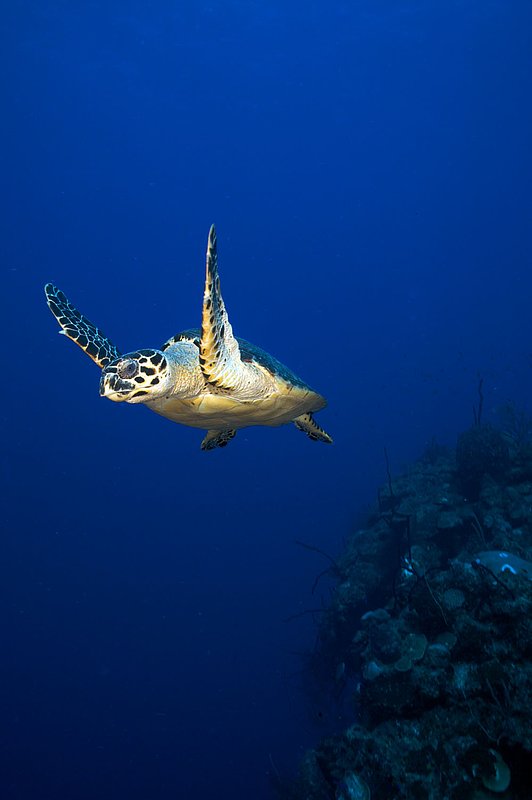 IMG_7955 288.jpg :: A hawksbill turtle (Eretmochelys imbricata) glides through the water near Half Moon Caye, Belize.