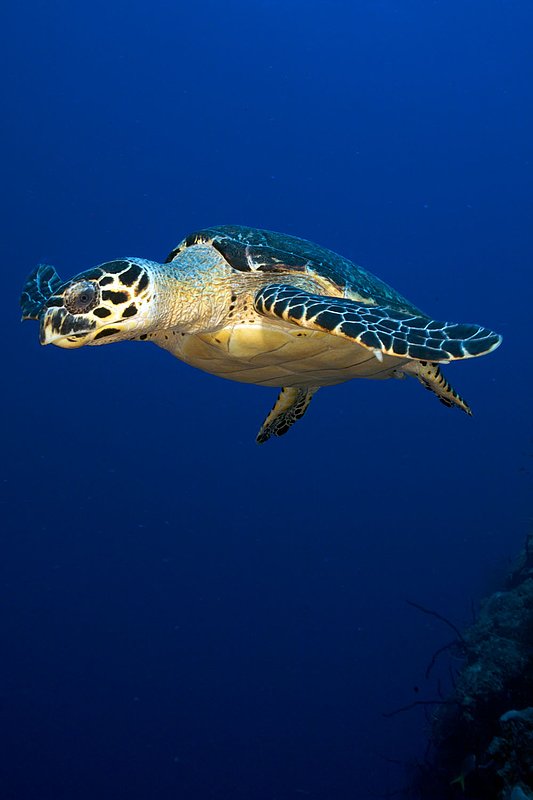 IMG_7956 289.jpg :: A hawksbill turtle (Eretmochelys imbricata) glides through the water near Half Moon Caye, Belize.
