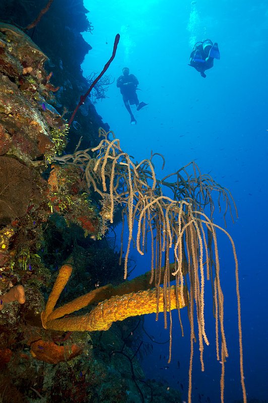 IMG_7964 297.jpg :: Divers off of a coral wall in the Belizean Cayes.