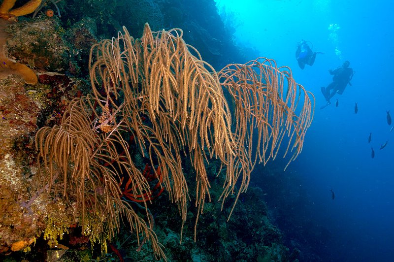 IMG_7966 299.jpg :: Divers off of a coral wall in the Belizean Cayes.
