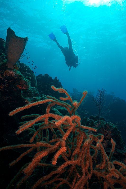 IMG_8000 333.jpg :: A diver off of a coral wall near Blue Hole, Belize.