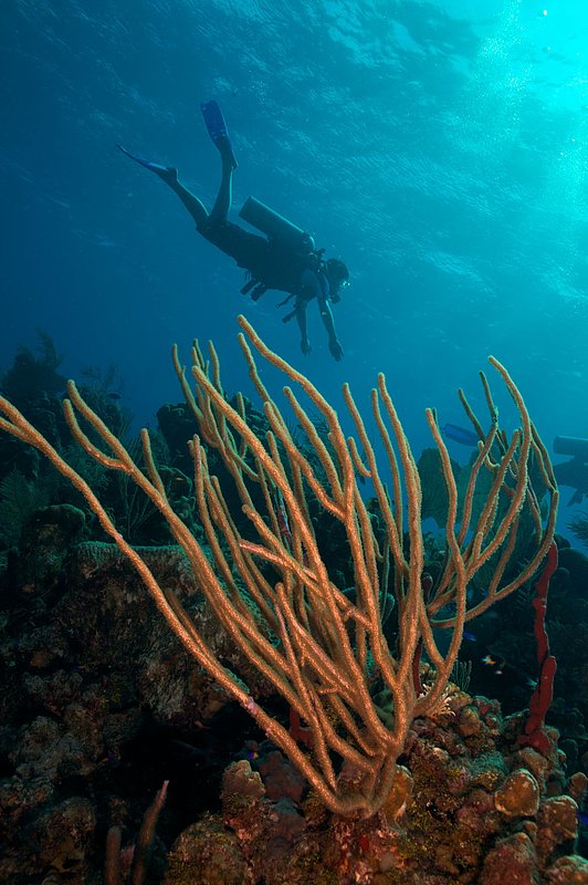 IMG_8016 349.jpg :: A diver off of a coral wall near Blue Hole, Belize.