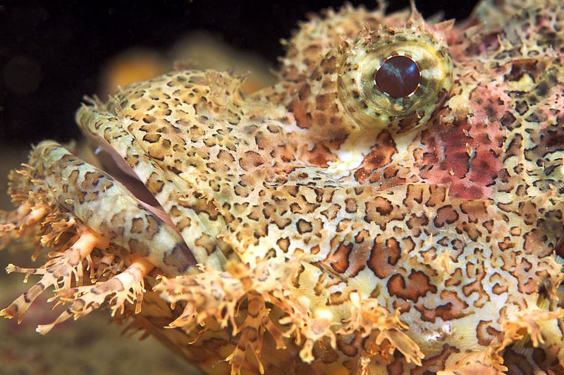IMG_8020.jpg :: An intimate image of a scorpionfish (Scorpaenopsis oxycephata) in the Similan Islands, Andaman Sea, Thailand.