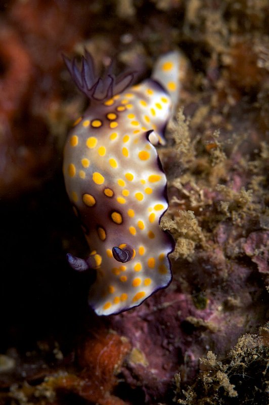 IMG_8055.jpg :: A chromodorididae nudibranch (Risbecia pulchella) slides along Boonsung Wreck off of Khao Lak in the Andaman Sea, Thailand.