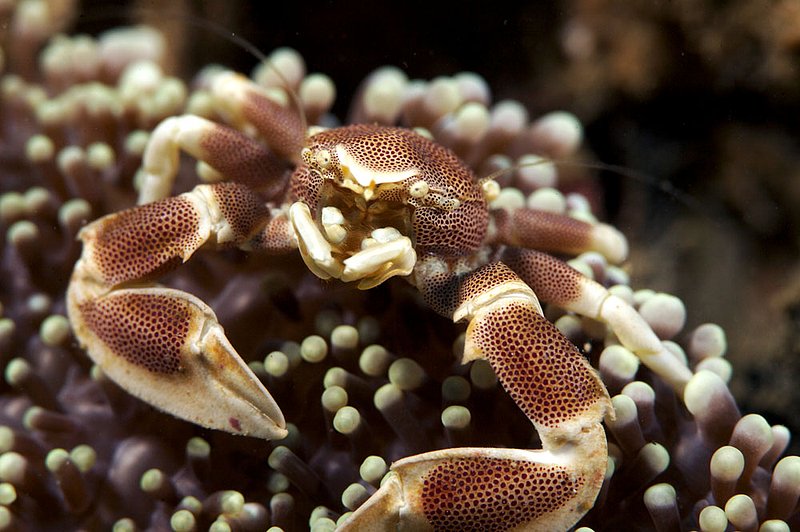 IMG_8063.jpg :: Spotted porcelain crab (Neopetrolisthes maculata) found next to Bonsoong Wreck off of Khao Lak near the Similan Islands in the Andaman Sea, Thailand.