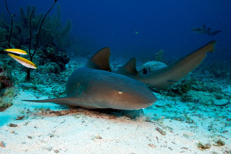 IMG_8112 82.jpg :: A nurse shark (Ginglymostoma cirratum) at Esmerelda's Reef, Belize, Caribbean.