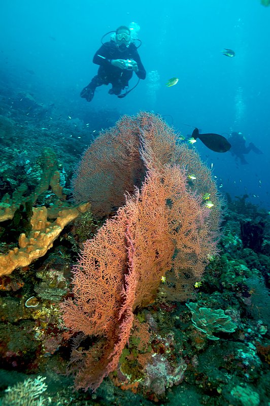 IMG_8165 94.jpg :: Large fan corals living on Tulamben Drop Off, Bali, Indonesia, Indian Ocean.