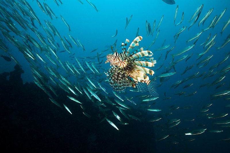 IMG_8166.jpg :: A lionfish (Pterois miles) swims among a school of yellowtail barracuda (Sphyraena flavicauda) on Boonsung Wreck, Andman Sea, Thailand.