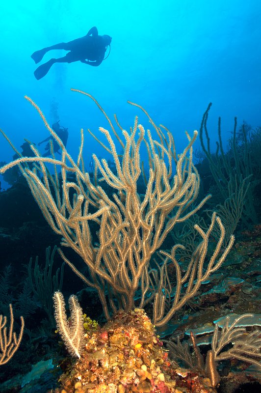 IMG_8170 140.jpg :: Divers off of a coral wall in the Belizean Cayes.