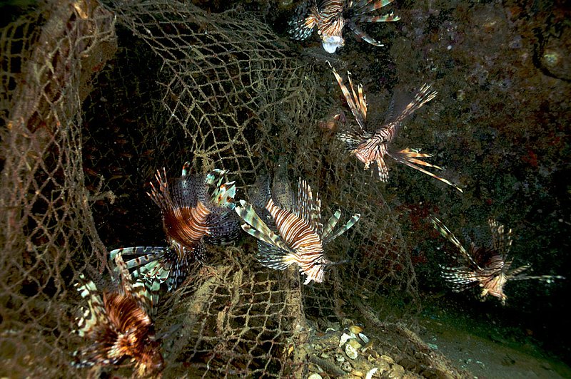 IMG_8198.jpg :: lionfish (Pterois miles) living in fishing net on Boonsung Wreck, Andman Sea, Thailand.
