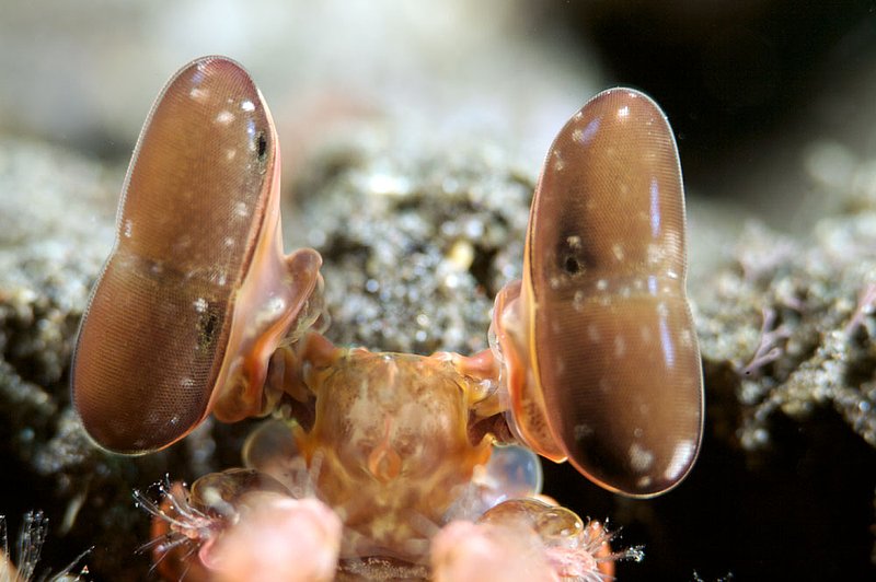 IMG_8247 176.jpg :: The eyes of a mantis shrimp (Lysiosquilla sp), Tulamben, Bali, Indonesia, Indian Ocean.