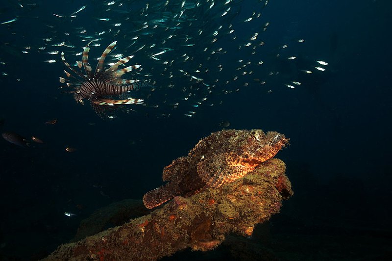 IMG_8254.jpg :: Scoripion fish (Scorpaenopsis oxycephata) and lionfish (Pterois miles) on Boonsung Wreck off of Khao Lak, Andaman Sea, Thailand.