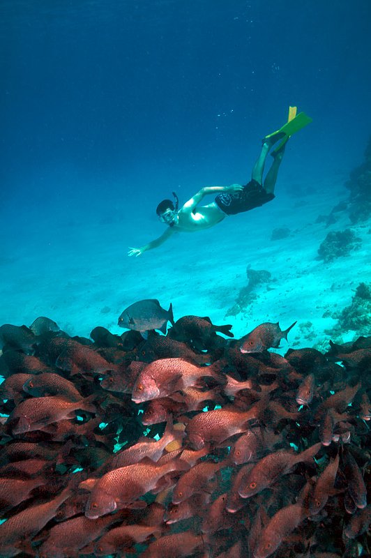 IMG_8260 230.jpg :: A snorkler free dives to observe a school of fish.