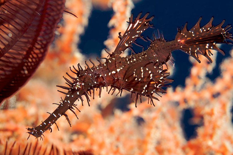 IMG_8268 13.jpg :: An ornate ghost pipefish (Solenostomus paradoxus) living next to the Liberty Wreck, Bali, Indonesia, Indian Ocean.