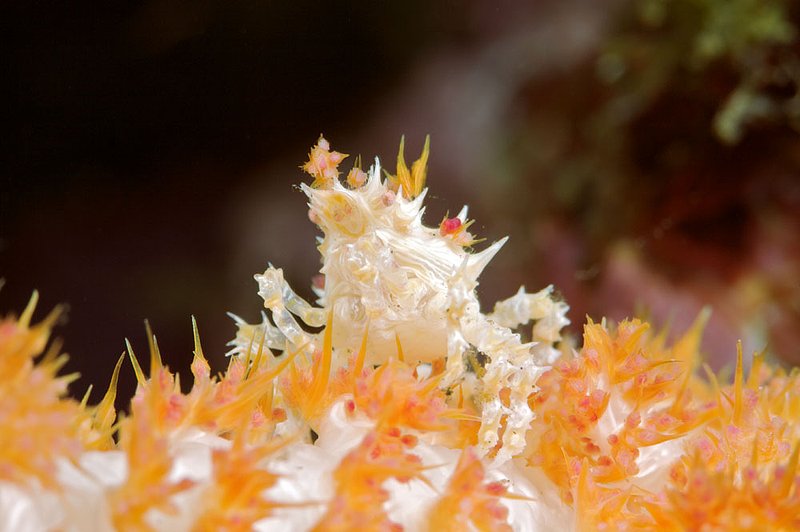 IMG_8285 30.jpg :: A soft coral crab (Hoplophyrs oatesii) blending in with its home, Bali, Indonesia, Indian Ocean.
