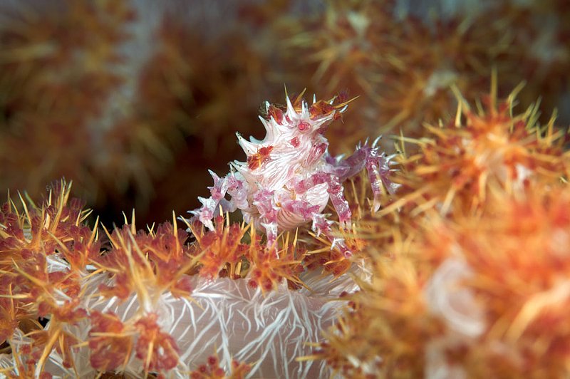 IMG_8323 68.jpg :: A soft coral crab (Hoplophyrs oatesii) blending in with its home, Bali, Indonesia, Indian Ocean.