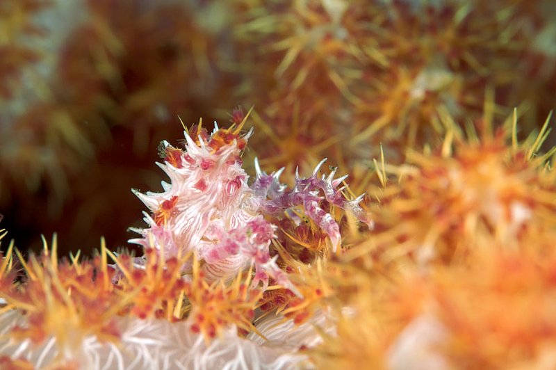 IMG_8324 69.jpg :: A soft coral crab (Hoplophyrs oatesii) blending in with its home, Bali, Indonesia, Indian Ocean.