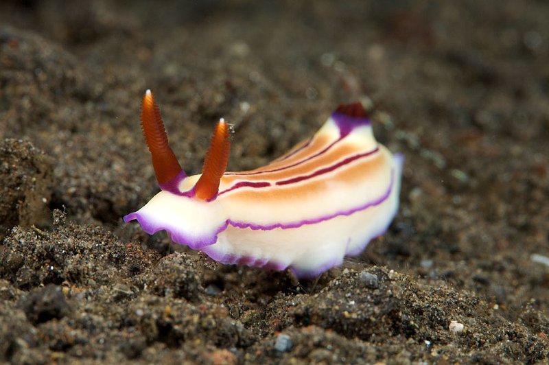 IMG_8335 80.jpg :: A hypselodoris emma nudibranch off of Tulamben, Bali, Indonesia, Indian Ocean.