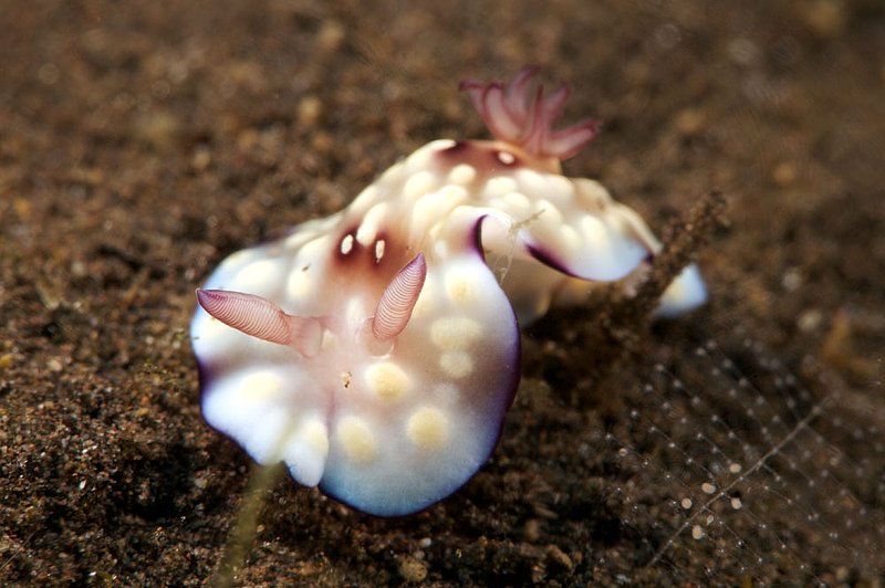 IMG_8343 88.jpg :: A delicate chromodoris hintuanensis nudibranch off of Tulamben, Bali, Indonesia, Indian Ocean.